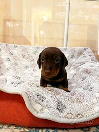 Bassotto tedesco nano/kaninchen