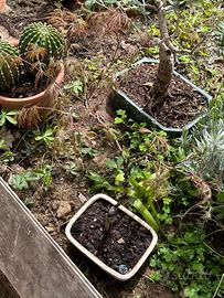 Bonsai acero giapponese