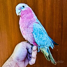 cacatua rosa allevato a mano 