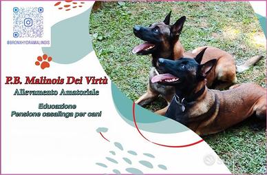Malinois Fem Pastore belga Malinois