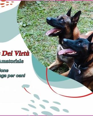 Malinois Fem Pastore belga Malinois
