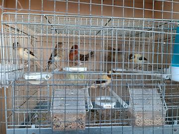 13 canarini di razza arlecchino e mosaico