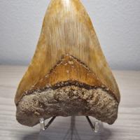 Denti fossili di Megalodonte