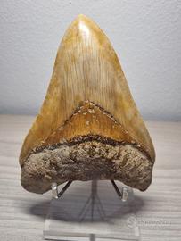 Denti fossili di Megalodonte