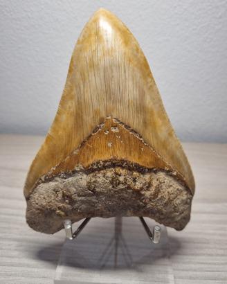 Denti fossili di Megalodonte