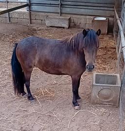 Pony