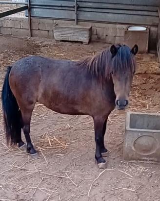 Pony
