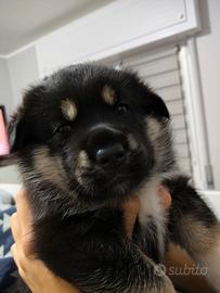 Cucciole Husky