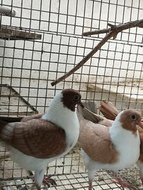 Colombe triganino modenese