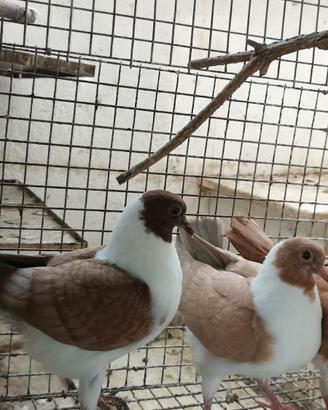 Colombe triganino modenese