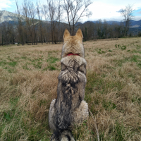 Cane da lupo cecoslovacco per monta