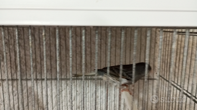 Canarino timbrado spagnolo