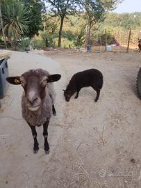 pecora e agnella 