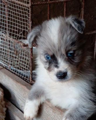 Cuccioli di border collie