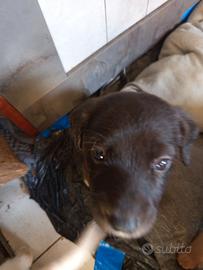 Cuccioli incrocio labrador