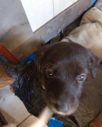 Cuccioli incrocio labrador