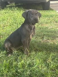 CUCCIOLE CANE CORSO PEDIGREE FCI/ENCI