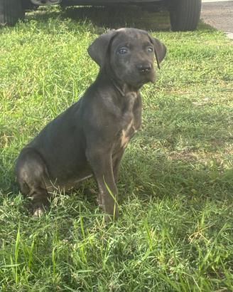 CUCCIOLE CANE CORSO PEDIGREE FCI/ENCI