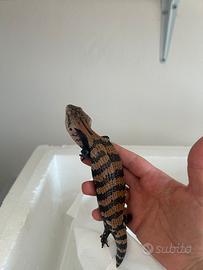 Tiliqua gigas