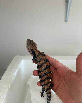 Tiliqua gigas