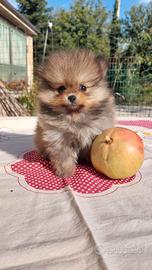 Spitz di Pomerania