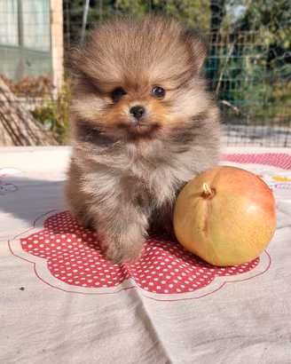 Spitz di Pomerania