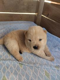 Cuccioli Chow-Chow
