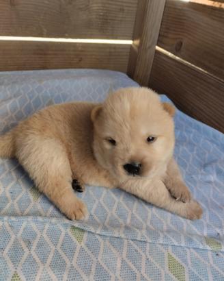 Cuccioli Chow-Chow