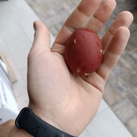 Uova marans