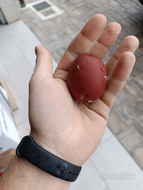 Uova marans