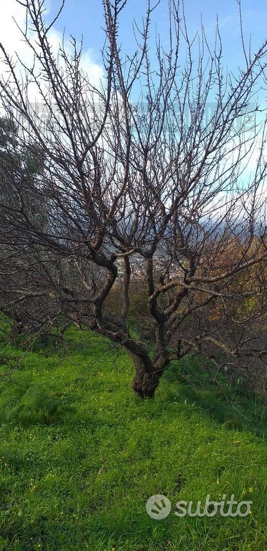 Proprietà agricola con casolare a Linguaglossa - Vista 2