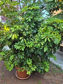 pianta da vaso Schefflera piu di 35 anni