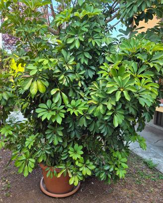 pianta da vaso Schefflera piu di 35 anni