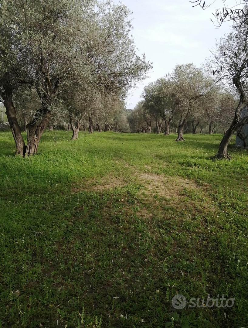 ULIVETO USINI - Vista 4