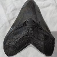 Esemplare di dente ORIGINALE FOSSILE 