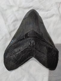Esemplare di dente ORIGINALE FOSSILE 