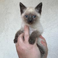 Gattino siamese