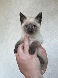 Gattino siamese