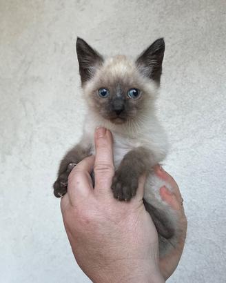 Gattino siamese