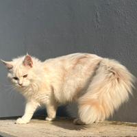 Cucciolo Maschio Maine Coon