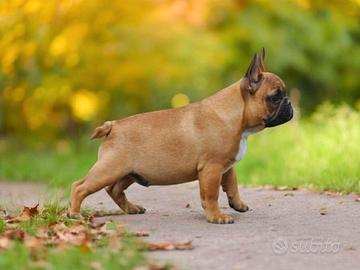 Cuccioli di Bouledogue Francese