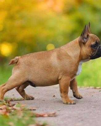 Cuccioli di Bouledogue Francese