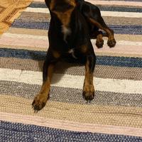 Pinscher