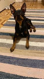 Pinscher