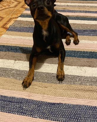 Pinscher