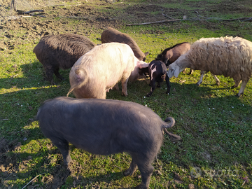 Maiali, maialini svezzati