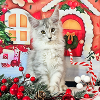 LEGGERE SOTTOMaine Coon CARRIER SHADED TOP LINE