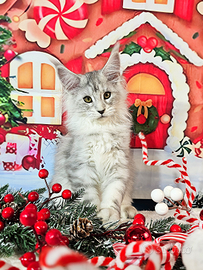 LEGGERE SOTTOMaine Coon CARRIER SHADED TOP LINE