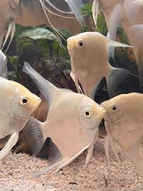 Pesci scalari angeli