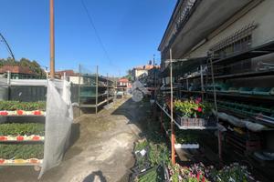 ATTIVITÀ A VEZZANO LIGURE